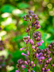 Close up of single Lilac bush twig - Syringa vulgaris - just before flowering, with lots of closed buds