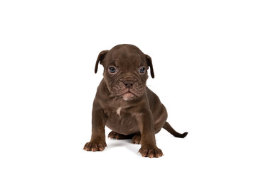 Portrait of an Old English Bulldog puppy sitting isolated against a white background