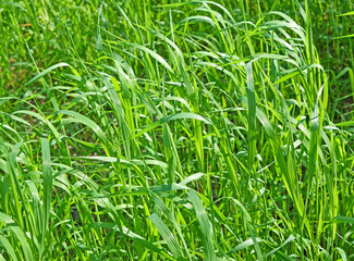 Fototapeta premium Green grass background