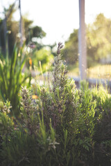 Photo of a young rosemary in a garden at sunset. Home gardening concept