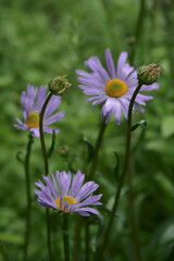 Fototapeta premium Purple flowers on the green bacstage