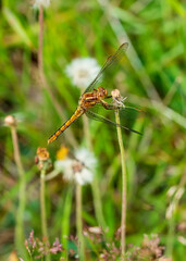 dragonfly on the grass