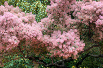 Skumpiya tanning, Cotinus coggygria or Smoke tree