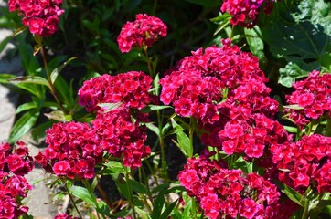 Dianthus barbatus - Bartnelken bl&uuml;hen pink im Garten
