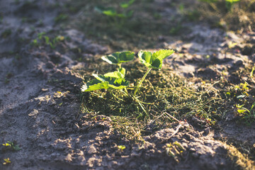 Strawberries mulching with grass in sandy soil at sunset.