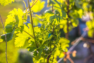 A bunch of young green unripe grapes on a sunset background.