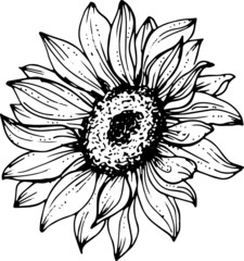 Linear sunflowers and leaves. perfect for invitation cards, autumn and summer decor, greeting cards, posters, scrapbooking, print, wallpaper, wrapping paper, textile, design, wedding invitation