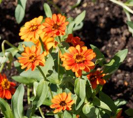 Zinnia angustifolia, Narrowleaf zinnia or creeping zinnia with hemispheric head of flowers with bright orange ray corollas and stems with elliptic leaf 