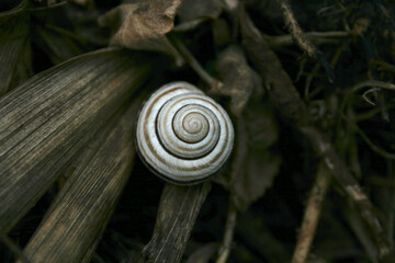 snail on leaf