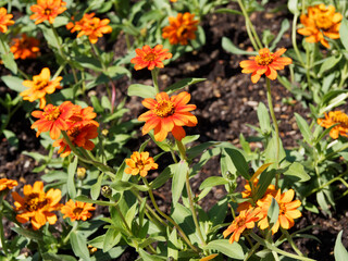 Zinnia angustifolia, Narrowleaf zinnia or creeping zinnia with hemispheric head of flowers with bright orange ray corollas and stems with elliptic leaf 