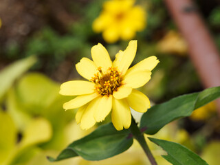 Zinnia angustifolia | Narrowleaf zinnia or creeping zinnia. Close up of yellow flower head