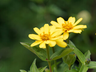 Zinnia angustifolia | Narrowleaf zinnia or creeping zinnia. Close up of yellow flowers heads