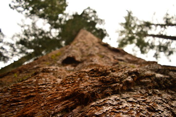 Fototapeta premium The trunk of a sequoia seen from the bottom, near Yosemite Valley