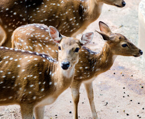 Headshot of two spot Deer in an open safari park. 