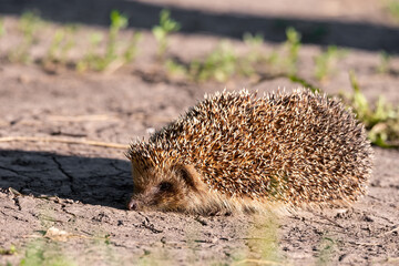 hedgehog on the grass.