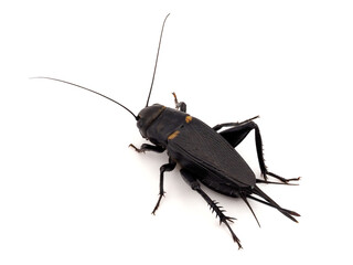 Mediterranean field cricket isolated on white background, Gryllus bimaculatus