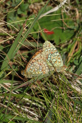 chiffre papillon