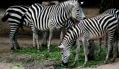 Fototapeta na wymiar Baby and Mother Zebra feeding grass, close up. 