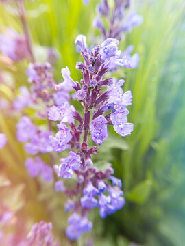 Sprig of lavender. Macro flowers. Stock photo.