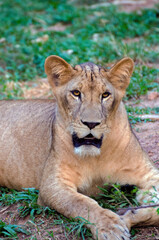 A lioness relaxes on the grass, Close up, 