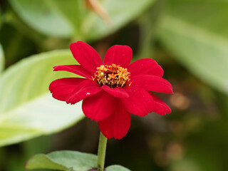 Zinnia angustifolia | Narrowleaf zinnia. Close up of red flower head 