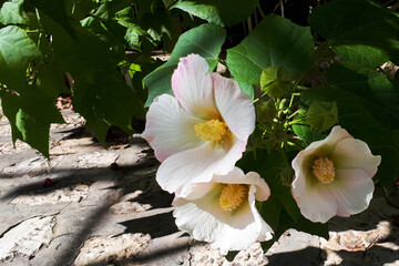 Large flowers of mallow among lush green leaves. Horizontal photo summer beautiful nature.