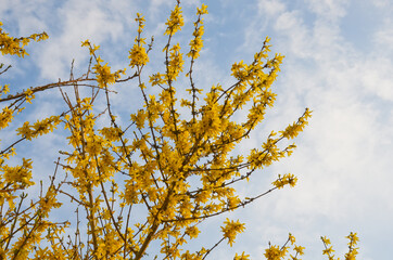 Blooming Forsythia, horizontal photo. Bright yellow flowers on background of blue sky. The concept...