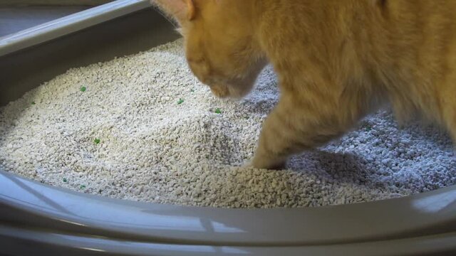 Cat using the litter box. Slow motion HD shot.