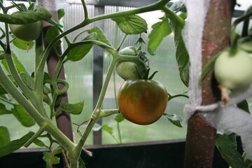 green vegetables grow in the garden