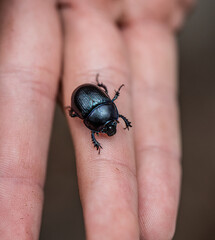 Large black beetle on a kids finger