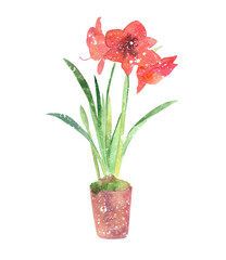red flowers with green leaves in a pot, with white splashes of paint, on a white background, watercolor