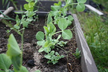 green vegetables grow in the garden