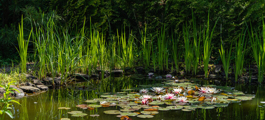 Magical garden pond with blooming water lilies and lotuses. Water and other evergreens along coast are reflected in water surface of pond. Atmosphere of relaxation, tranquility and happiness.