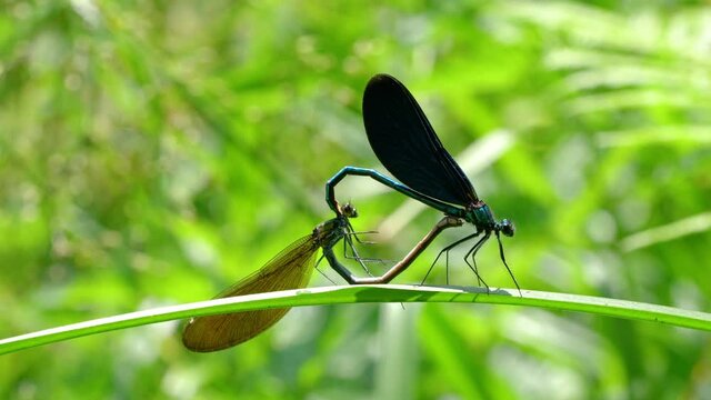 Mating of blue male and green-brown female Dragonflies in romantic bodies heart shape, Banded Demoiselle (Calopteryx splendens) - (4K)