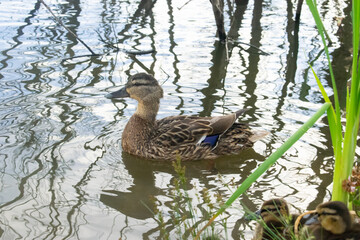 Female duck swims on the river close-up, wild bird