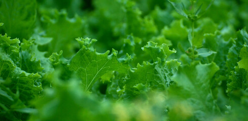 Latek, or Salat (lat. Lactūca) close-up