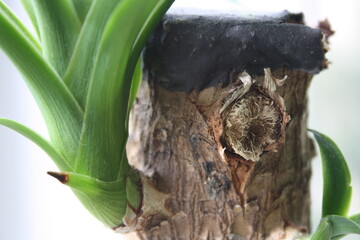 green leaves of indoor plants