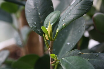 green leaves of indoor plants