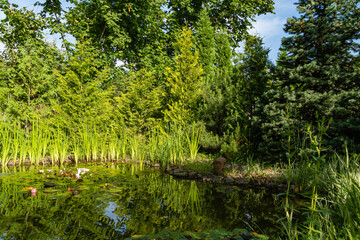Obraz premium Magical garden pond with blooming water lilies and lotuses. Evergreen landscaped garden. Water plants and evergreens along coast are reflected in water. Atmosphere of calm relaxation and happiness