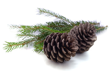 Fototapeta premium Cones and christmas tree.
