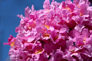 A Group of Pink Flowers. Abundance concept.