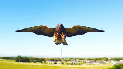 Hawk With Talons Up and Wings Spread Over Transmission Tower Composite