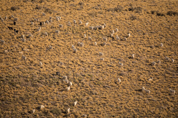Rural scenic. Herd of goats grazing in the hill golden meadow.