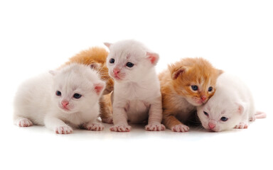 Fototapeta premium Five small cats.