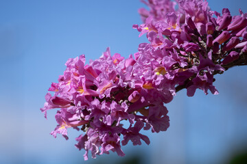 Soft Focus on Pink Trumpet Tree (Tabebuia impetiginosa).  