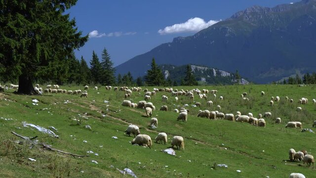 Sheep flock on a beautiful meadow in Transylvania. The livestock farm is a popular tourist attraction close to Dracula&rsquo;s castle in Romania. 4K shot.