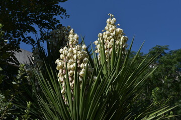 Yucca filamentosa blossom, Yucca blooms a beautiful white flower.