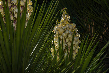 Yucca filamentosa blossom, Yucca blooms a beautiful white flower.
