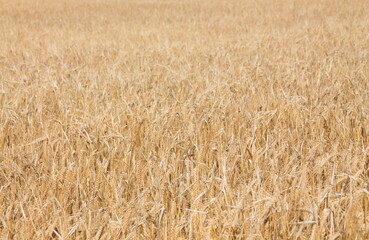 Field of wheat, Harwest of bread wheat , Triticum aestivum, Triticum monococcum, field, wheat, agriculture, grain, crop, farm, nature, harvest, cereal, plant, yellow, summer, food, golden, ripe, bread