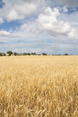 Naklejka premium Field of wheat, Harwest of bread wheat , Triticum aestivum, Triticum monococcum, field, wheat, agriculture, grain, crop, farm, nature, harvest, cereal, plant, yellow, summer, food, golden, ripe, bread